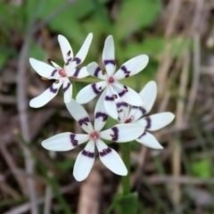 Wurmbea dioica subsp. dioica (Early Nancy) at Paddys River, ACT - 27 Sep 2020 by RodDeb