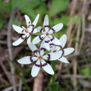 Wurmbea dioica subsp. dioica at Paddys River, ACT - 27 Sep 2020 02:17 PM