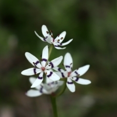 Wurmbea dioica subsp. dioica at Paddys River, ACT - 27 Sep 2020 02:17 PM