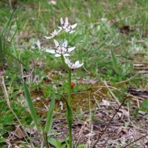 Wurmbea dioica subsp. dioica at Paddys River, ACT - 27 Sep 2020 02:17 PM