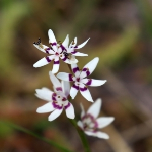 Wurmbea dioica subsp. dioica at Paddys River, ACT - 27 Sep 2020