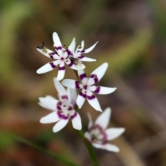Wurmbea dioica subsp. dioica at Paddys River, ACT - 27 Sep 2020