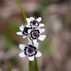 Wurmbea dioica subsp. dioica at Paddys River, ACT - 27 Sep 2020