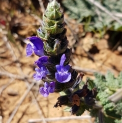 Salvia verbenaca var. verbenaca (Wild Sage) at Mitchell, ACT - 29 Sep 2020 by trevorpreston