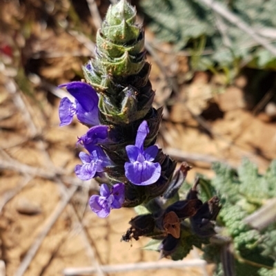 Salvia verbenaca var. verbenaca (Wild Sage) at Mitchell, ACT - 29 Sep 2020 by trevorpreston