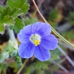 Erodium crinitum (Native Crowfoot) at Mitchell, ACT - 29 Sep 2020 by trevorpreston