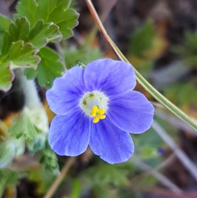 Erodium crinitum (Native Crowfoot) at Mitchell, ACT - 29 Sep 2020 by trevorpreston