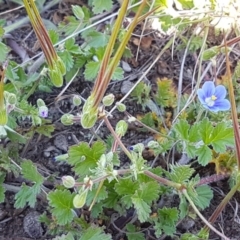 Erodium crinitum at Mitchell, ACT - 29 Sep 2020