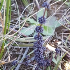 Lomandra multiflora (Many-flowered Matrush) at Crace Grasslands - 29 Sep 2020 by tpreston