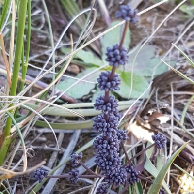 Lomandra multiflora (Many-flowered Matrush) at Mitchell, ACT - 29 Sep 2020 by trevorpreston