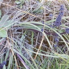 Lomandra multiflora at Mitchell, ACT - 29 Sep 2020