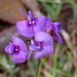 Swainsona sp. at Paddys River, ACT - 27 Sep 2020