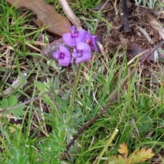 Swainsona sp. at Paddys River, ACT - 27 Sep 2020 02:12 PM