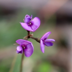 Swainsona sp. at Paddys River, ACT - 27 Sep 2020