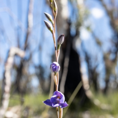 Thelymitra ixioides (Dotted Sun Orchid) at Bundanoon - 28 Sep 2020 by Boobook38