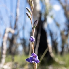 Thelymitra ixioides (Dotted Sun Orchid) at Bundanoon, NSW - 28 Sep 2020 by Boobook38