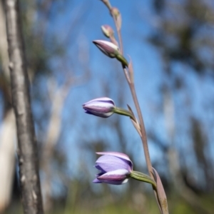 Thelymitra ixioides at Bundanoon, NSW - 28 Sep 2020