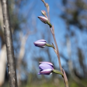 Thelymitra ixioides at Bundanoon, NSW - suppressed