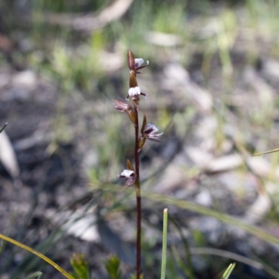 Prasophyllum brevilabre (Short-lip Leek Orchid) at Morton National Park - 28 Sep 2020 by Boobook38