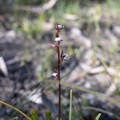 Paraprasophyllum brevilabre (Short-lip Leek Orchid) at Bundanoon - 28 Sep 2020 by Boobook38
