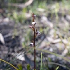 Prasophyllum brevilabre (Short-lip Leek Orchid) at Bundanoon, NSW - 28 Sep 2020 by Boobook38
