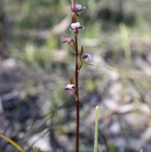 Paraprasophyllum brevilabre at Bundanoon, NSW - 28 Sep 2020