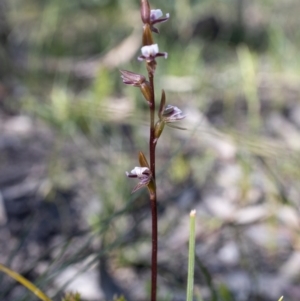 Prasophyllum brevilabre at Bundanoon, NSW - 28 Sep 2020