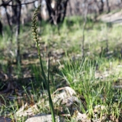 Prasophyllum elatum (Tall Leek Orchid) at Morton National Park - 28 Sep 2020 by Boobook38