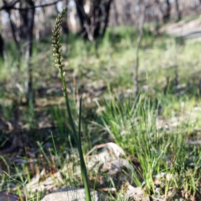 Prasophyllum elatum (Tall Leek Orchid) at Bundanoon, NSW - 28 Sep 2020 by Boobook38