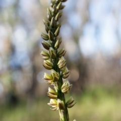 Prasophyllum elatum at Bundanoon - suppressed