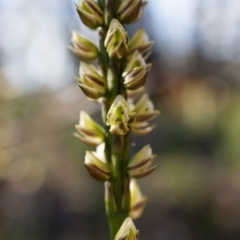 Prasophyllum elatum at Bundanoon - suppressed