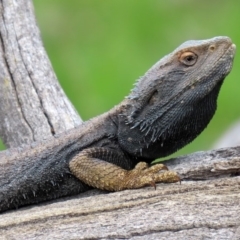 Pogona barbata (Eastern Bearded Dragon) at Paddys River, ACT - 27 Sep 2020 by RodDeb