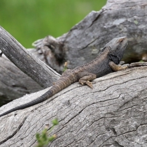 Pogona barbata at Paddys River, ACT - suppressed