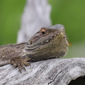 Pogona barbata at Paddys River, ACT - 27 Sep 2020