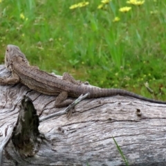 Pogona barbata at Paddys River, ACT - suppressed