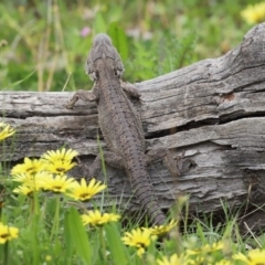 Pogona barbata at Paddys River, ACT - suppressed