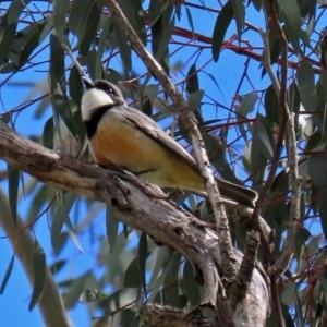 Pachycephala rufiventris at Paddys River, ACT - 27 Sep 2020