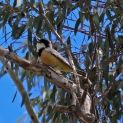 Pachycephala rufiventris at Paddys River, ACT - 27 Sep 2020