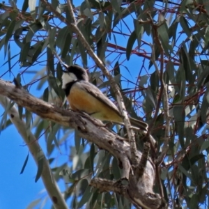 Pachycephala rufiventris at Paddys River, ACT - 27 Sep 2020