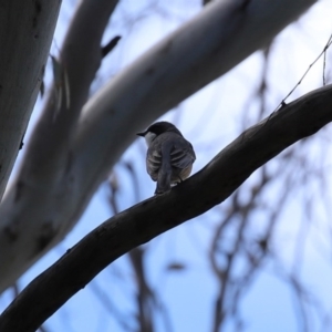 Pachycephala rufiventris at Paddys River, ACT - 27 Sep 2020