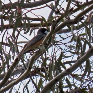 Pachycephala rufiventris at Paddys River, ACT - 27 Sep 2020