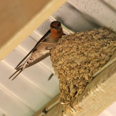 Hirundo neoxena (Welcome Swallow) at Tharwa, ACT - 27 Sep 2020 by RodDeb