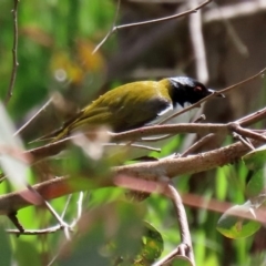 Melithreptus lunatus (White-naped Honeyeater) at Tharwa, ACT - 27 Sep 2020 by RodDeb