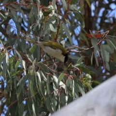 Melithreptus lunatus at Tharwa, ACT - 27 Sep 2020