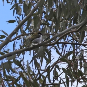 Melithreptus lunatus at Tharwa, ACT - 27 Sep 2020