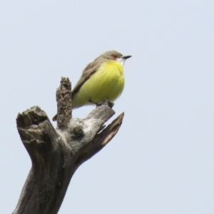 Gerygone olivacea at Tharwa, ACT - 27 Sep 2020