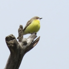 Gerygone olivacea (White-throated Gerygone) at Tennent, ACT - 27 Sep 2020 by RodDeb