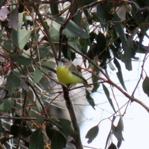 Gerygone olivacea at Tharwa, ACT - 27 Sep 2020