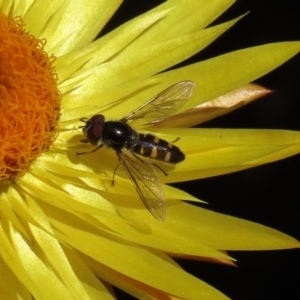 Syrphini sp. (tribe) at Acton, ACT - 28 Sep 2020