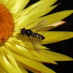 Syrphini sp. (tribe) (Unidentified syrphine hover fly) at Acton, ACT - 28 Sep 2020 by RodDeb